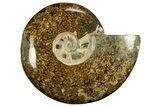 Polished, Agatized Ammonite (Cleoniceras) - Madagascar #327687-1